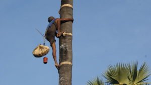 Man and Palm Tree