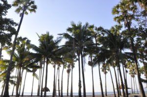 Lasiana Beach and Palm Tree