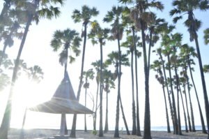 Lasiana Beach and Palm Tree