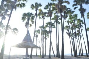 Lasiana Beach and Palm Tree