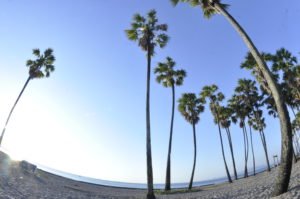 Lasiana Beach and Palm tree