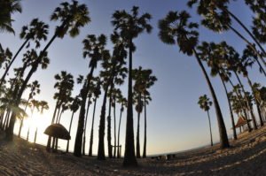 Lasiana Beach and Palm Tree