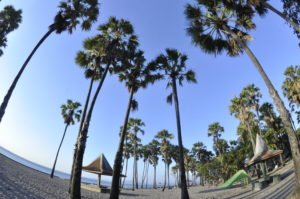 Lasiana Beach and Palm tree