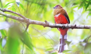 Birds of the tropical forest