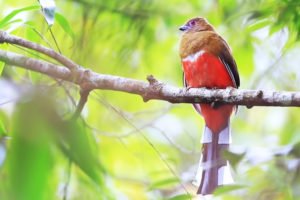 Birds of the tropical forest