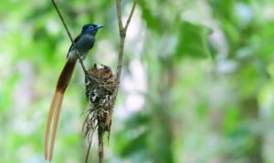 Birds of the tropical forest