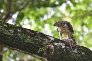 Birds of the tropical forest